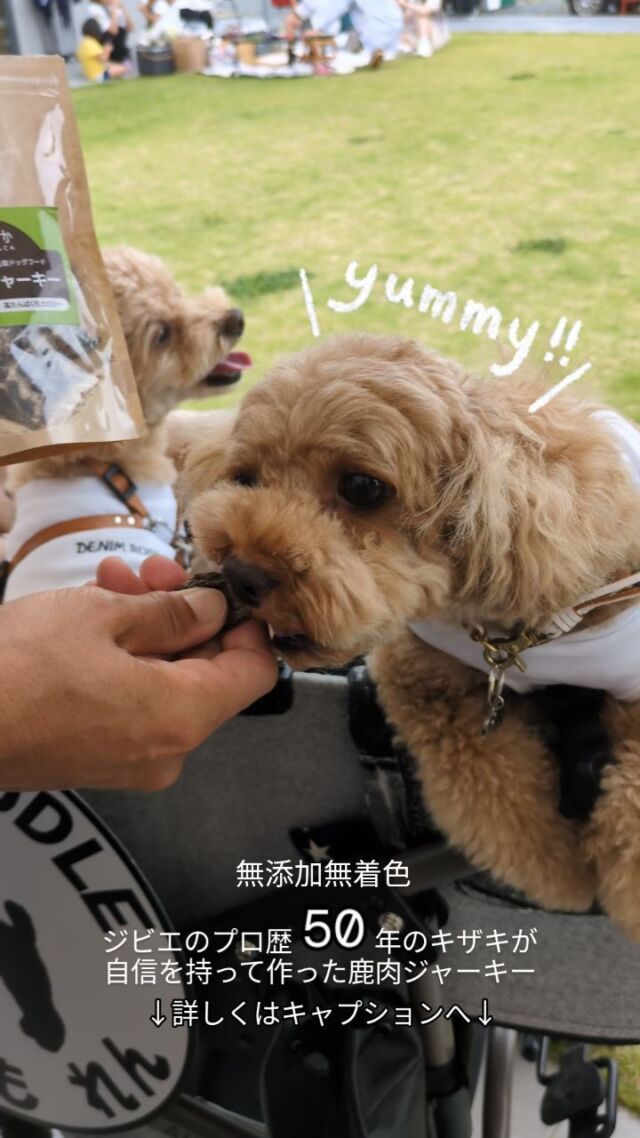 6月15日に @teoterasuide で行われたやまぶきマルシェに出店しました！

@puusan1001のれんくんが、めちゃくちゃ美味しそうに食べてましたよ✨
スタッフはキュンキュンでした🥰癒やしをありがとうございました〜♥♥

↓今回食べてくれたのはこれ！↓

＼ジビエのプロが作る！／
鹿ジャーキー

【商品の特徴】
京都天然鹿のもも肉の部分を使用。小さめの犬でも噛みやすい、ほどよい硬さです！　　　　
肉の旨みをギュッと凝縮しているので、噛めば噛むほど美味しいやみつきジャーキーです。

【キザキのこだわり】
ジビエ肉のプロ歴５０年のキザキが厳選！　京都の大自然の山中で育った抜群に美味しい厳選鹿肉を日本中の犬にお届けします。
厳選した鹿肉を、職人が丁寧に仕込み、最新の乾燥機でじっくりと時間をかけて仕上げています。そのため、美味しさが逃げることなく閉じ込められており、噛むたびに鹿の風味が感じられます。また、犬の健康を第一に考え、「無添加」「無着色」にこだわっています。
「低カロリー」なのに「高タンパク」、他の肉に比べ「鉄分」がたっぷり含まれているので、犬の健康維持に役立ちます。

50g　1,100円

お問い合わせは
0774-78-4426
キザキ食品株式会社まで♫

#鹿肉
#鹿肉ジャーキー
#鹿肉ドッグフード
#無添加ドッグフード
#無着色ドッグフード
#ドッグフード
#dogfood
#ジビエ