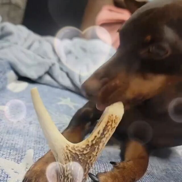 犬用ジビエwajica😊

京都の大自然の中で育った鹿のみを使用。

食欲がアップするだけでなく、「高タンパク」「高鉄分」「低カロリー」で、健康維持をしっかりサポートします！

国産、無添加、無着色で安心な高機能ドッグフードです♡

＼フォロー&いいねよろしくお願いします！／

#犬用ジビエ#国産 #無添加ドッグフード #保存料不使用 #鹿の角 #愛犬家　#愛犬家と繋がりたい#犬好きな人と繋がりたい #鹿肉ふりかけ #ジビエ肉 #和束町 #京都 #SDGs