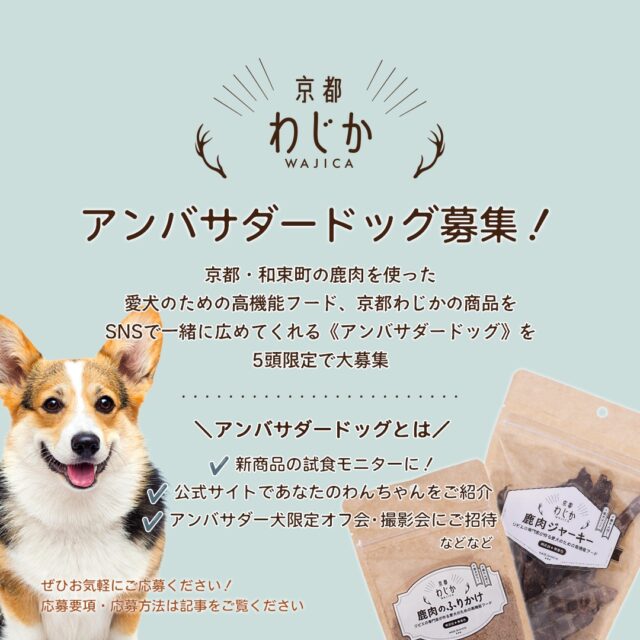 ドッグフード kitawase 特別療法食】日本ヒルズ 犬用 k/d 3KG【腎臓ケア】 / ウエルシア